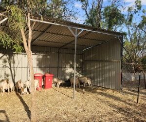 Livestock Shelter 6.2Wx3.4Dx3.2Hm Sloped Roof 2